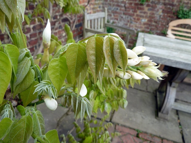 Wisteria venusta