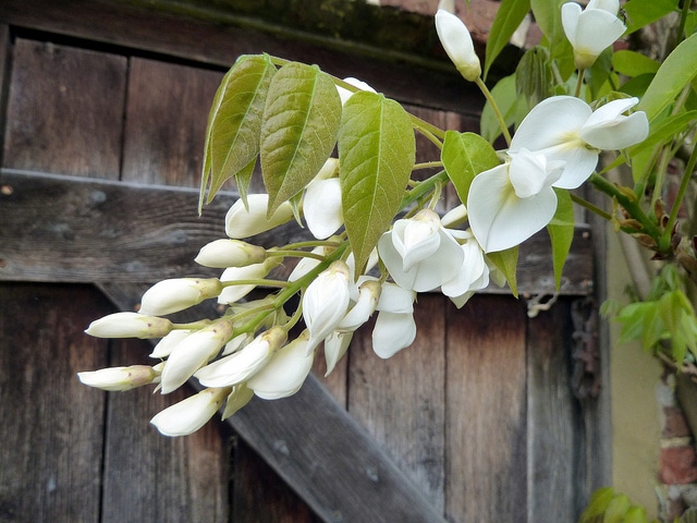 Wisteria venusta