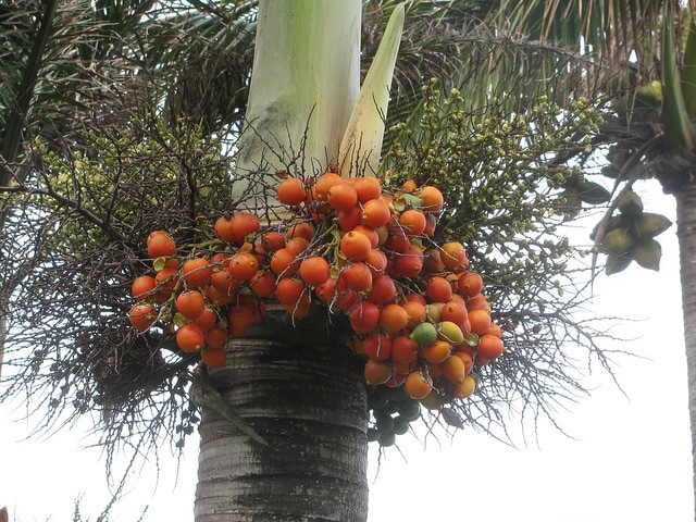 Wodyetia bifurcata