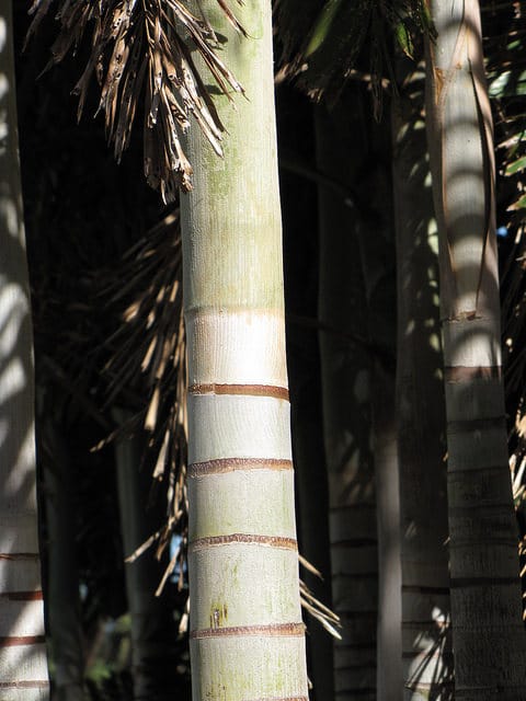Wodyetia bifurcata