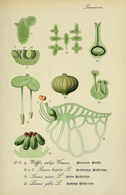 Wolffia arrhiza