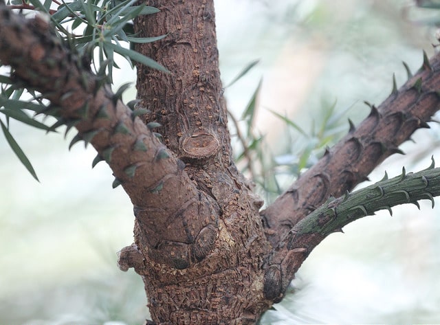 Pin de wollemi