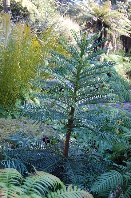 Pin de wollemi