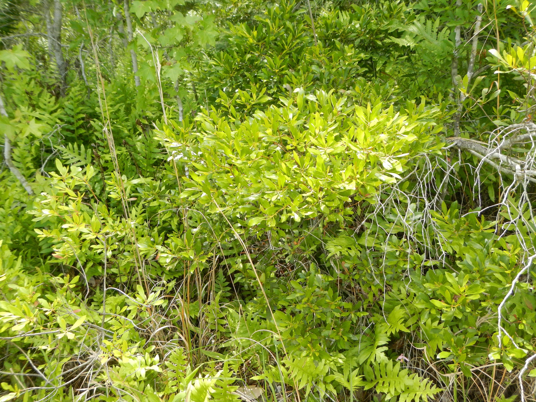 Woodwardia areolata