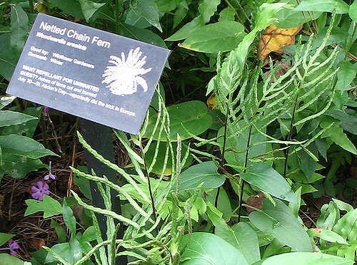 Woodwardia areolata