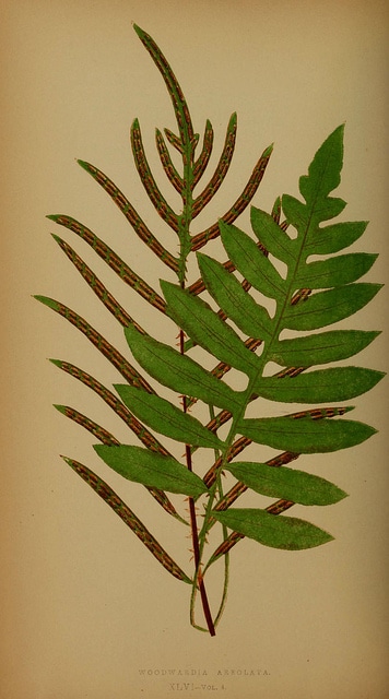 Woodwardia areolata