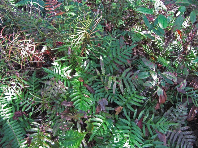 Woodwardia areolata (Woodwardia areolata)