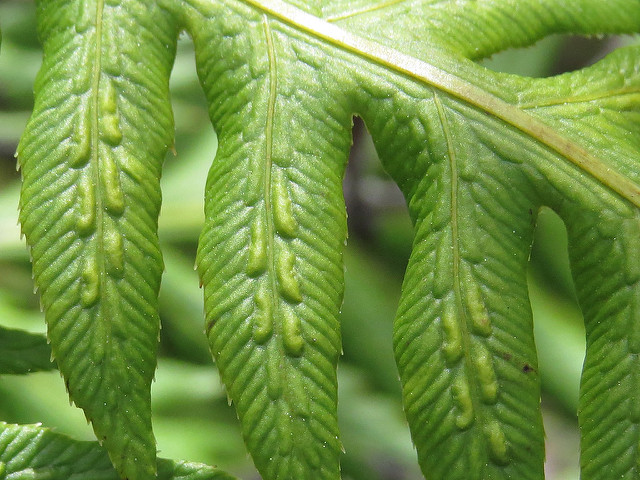 Woodwardia fimbriata (Woodwardia fimbriata)