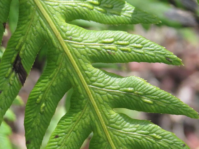 Woodwardia fimbriata