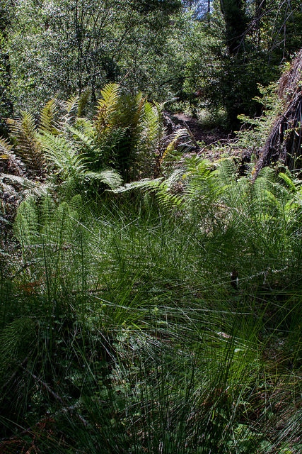 Woodwardia fimbriata