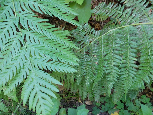 Woodwardia fimbriata
