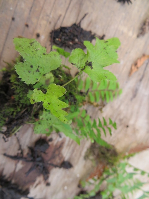 Woodwardia fimbriata