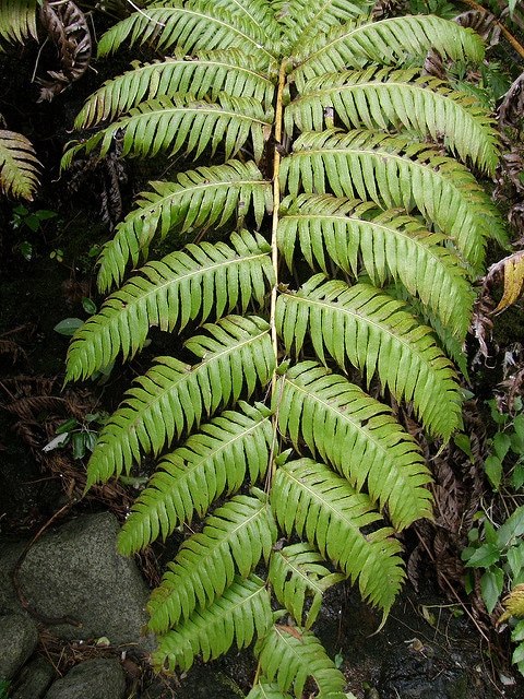 Woodwardia radicant