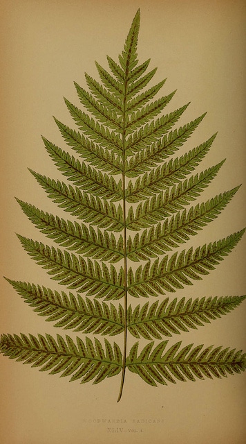 Woodwardia radicant