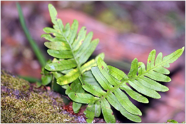 Woodwardia radicant (Woodwardia radicans)