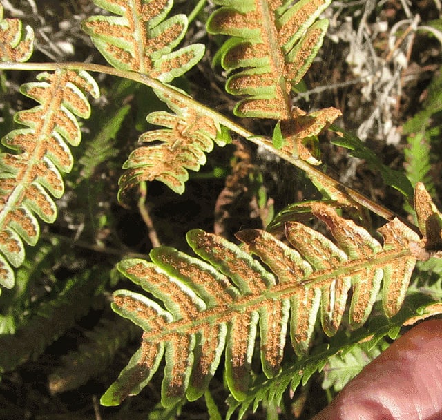 Woodwardia virginica (Woodwardia virginica)