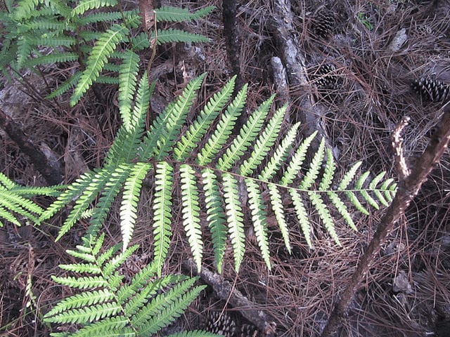Woodwardia virginica