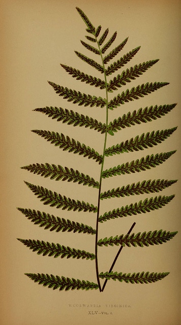 Woodwardia virginica