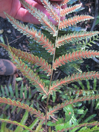 Woodwardia virginica