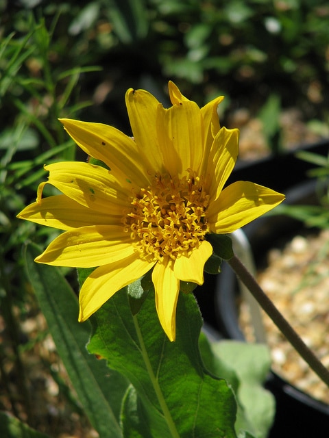 Wyethia angustifolia