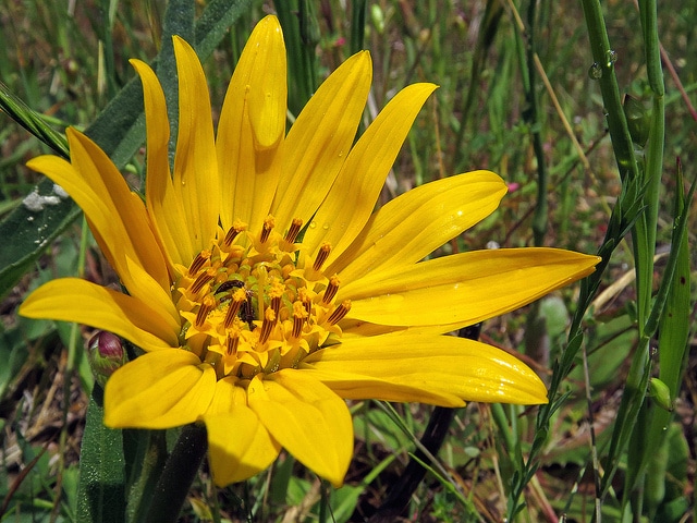 Wyethia angustifolia