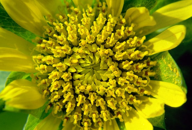 Wyethia angustifolia