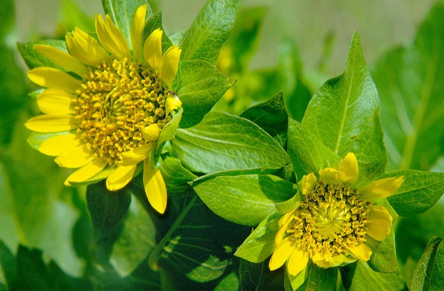 Wyethia angustifolia