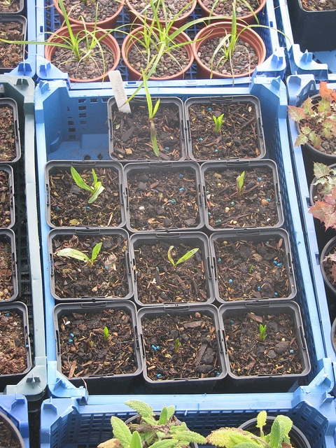 Wyethia angustifolia