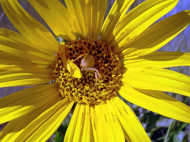 Wyethia angustifolia (Wyethia angustifolia)