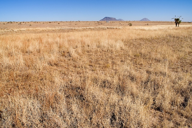 Lampourde épineuse (Xanthium spinosum)