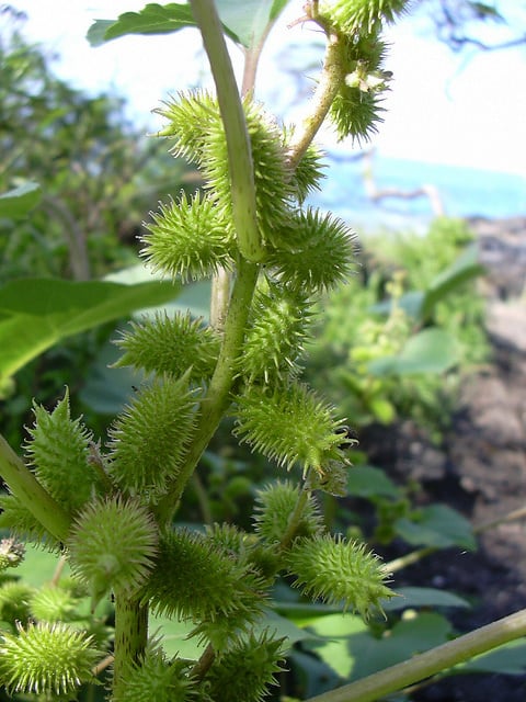 Xanthium strumarium