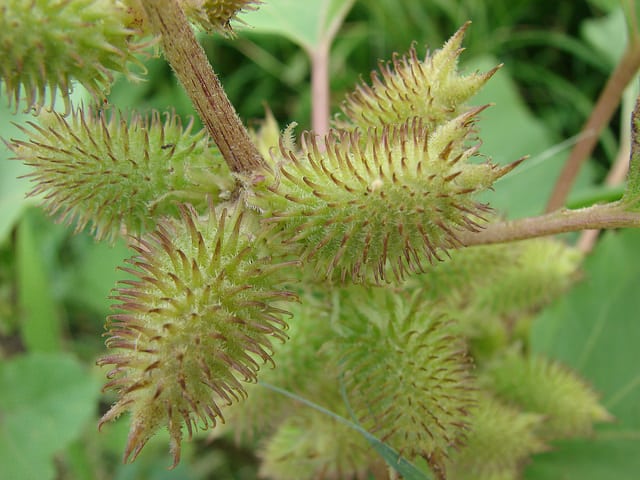 Xanthium strumarium