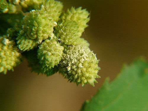Xanthium strumarium