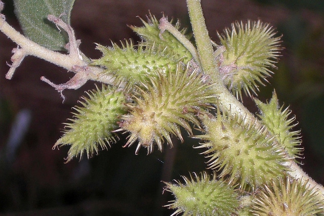 Xanthium strumarium