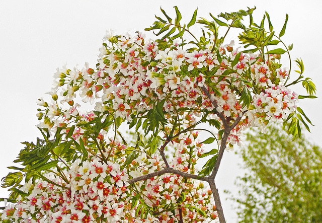 Xanthoceras sorbifolium