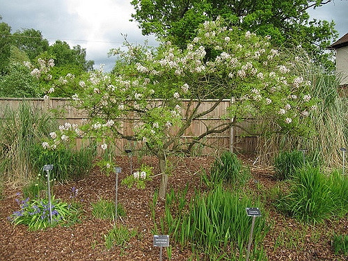 Xanthoceras sorbifolium