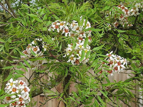 Xanthoceras sorbifolium