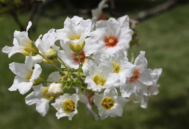 Xanthoceras sorbifolium