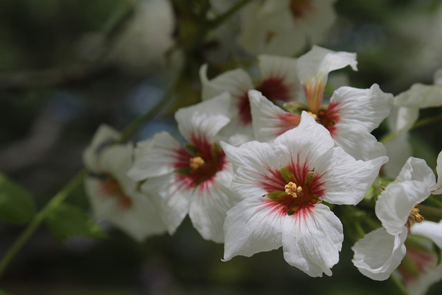 Xanthoceras sorbifolium