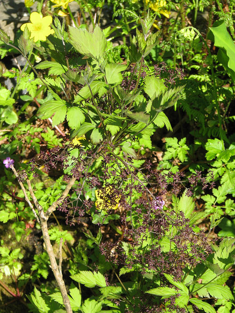 Xanthorhiza