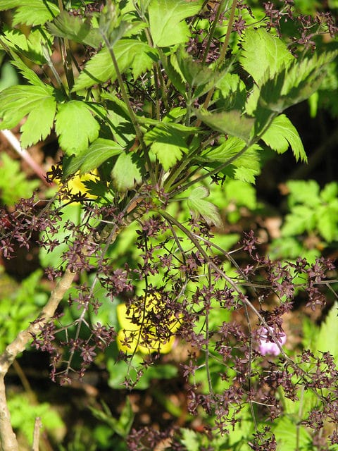 Xanthorhiza