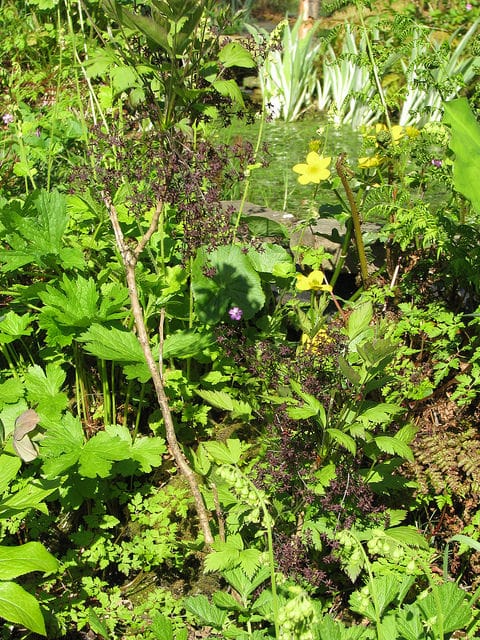 Xanthorhiza