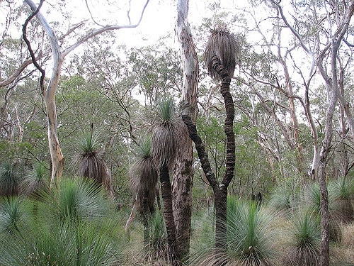 Xanthorrhoea australis