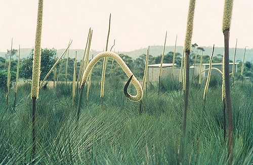 Xanthorrhoea australis