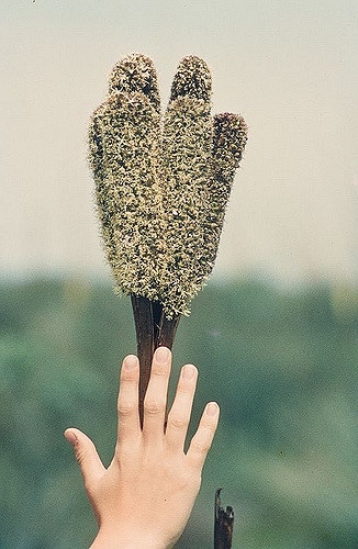 Xanthorrhoea australis