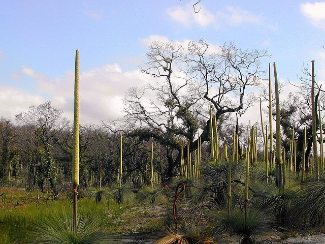 Xanthorrhoea australis