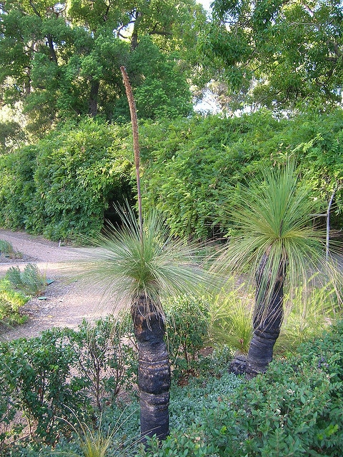 Xanthorrhoea australis
