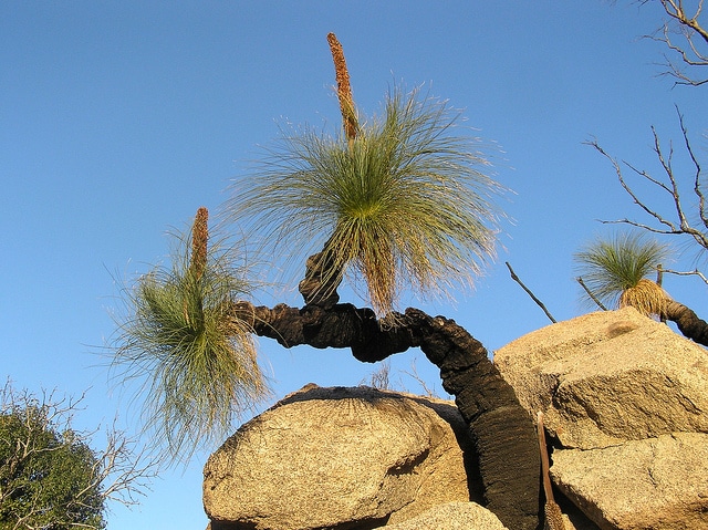 Xanthorrhoea australis (Xanthorrhoea australis)