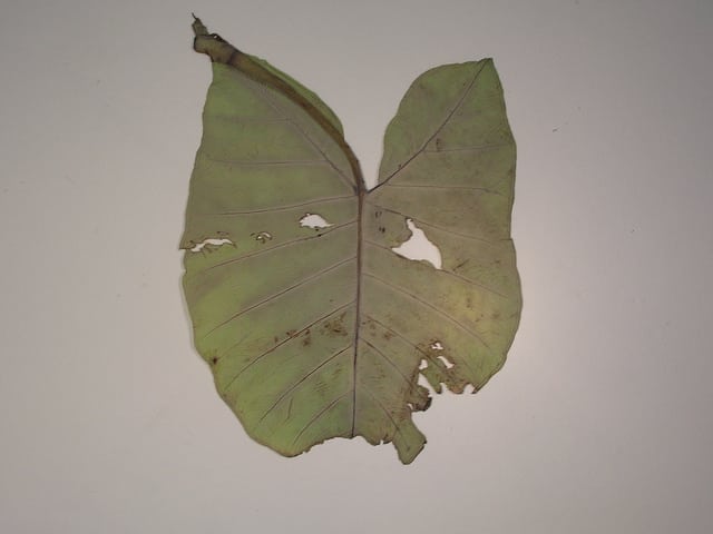 Xanthosoma robustum