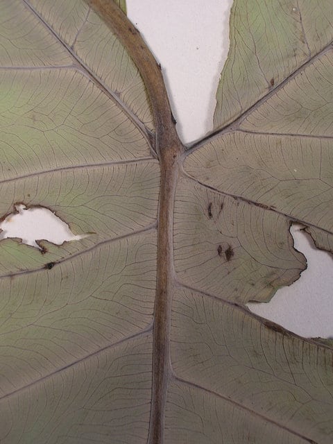 Xanthosoma robustum